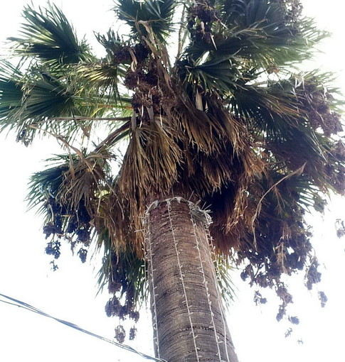 Sanremo: pulizia delle palme in corso Mombello dopo l'installazione delle luminarie, serve più coordinamento