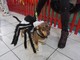 Arma di Taggia: grande successo per la prima edizione di 'Pet Halloween' alla Riviera Shopville (Foto)