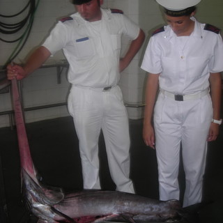 Divieto di pesca per il pesce spada fino al 30 novembre: previste multe fino a 3.000 euro Divieto di pesca per il pesce spada fino al 30 novembre: previste multe fino a 3.000 euro