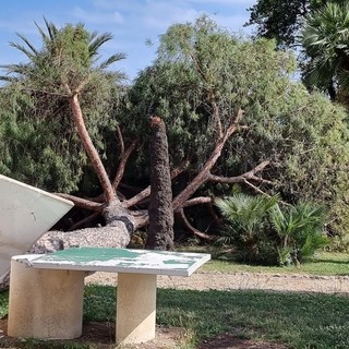 Ventimiglia: pino marittimo crolla ai giardini 'Tommaso Reggio', sfiorata una donna sulla panchina (Foto)