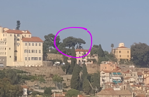 Sanremo: il Comitato Pat chiede spiegazioni al Comune "Non toccate il pino della Madonna della Costa" Sanremo: il Comitato Pat chiede spiegazioni al Comune "Non toccate il pino della Madonna della Costa"