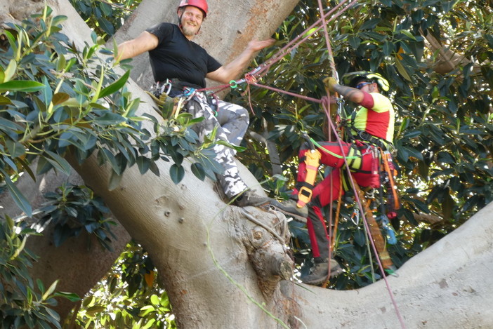 Bordighera: con i ‘tree climbers’ spettacolare potatura  del ficus gigante del museo Bicknell