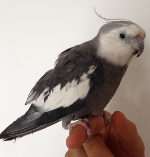 Sanremo: trovato in via Padre Semeria un pappagallino grigio, l'appello ai proprietari (Foto)