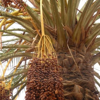 Sanremo: sabato prossimo al Floriseum il 3° seminario del ciclo ‘Piante mediterranee: tra scienza e tradizione’ Sanremo: sabato prossimo al Floriseum il 3° seminario del ciclo ‘Piante mediterranee: tra scienza e tradizione’