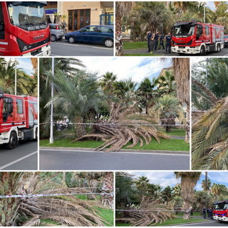 Le immagini della palma caduta