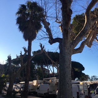 Ventimiglia: partite le potature degli alberi nella città di confine, saranno 320 le piante curate in 3 anni (Foto)