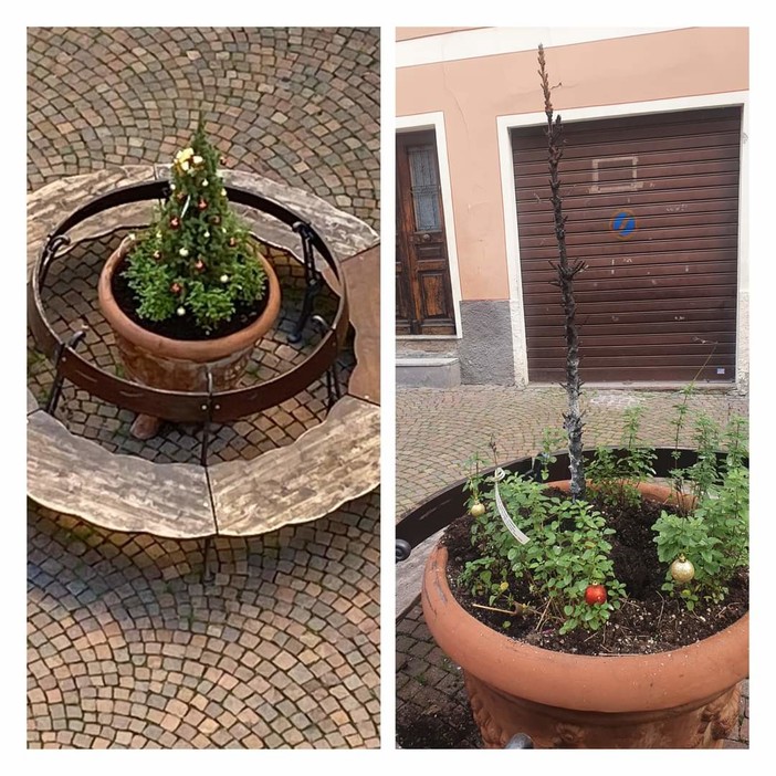 Camporosso, danneggia pianta natalizia in piazza Garibaldi: sanzionato il responsabile (Foto) Camporosso, danneggia pianta natalizia in piazza Garibaldi: sanzionato il responsabile (Foto)