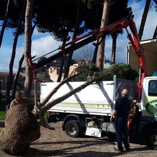 Ventimiglia: il Sindaco Gaetano Scullino è certo "La pineta dei 'Tommaso Reggio' deve tornare (Foto) Ventimiglia: il Sindaco Gaetano Scullino è certo "La pineta dei 'Tommaso Reggio' deve tornare (Foto)