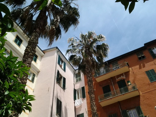 Sanremo: fiori e foglie dalle palme nei piatti e nei bicchieri dei dehor, piazza Bresca chiede un intervento al Comune Sanremo: fiori e foglie dalle palme nei piatti e nei bicchieri dei dehor, piazza Bresca chiede un intervento al Comune