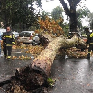 Allerta Rossa e maltempo: perturbazione in ritardo, cadono alberi a Ventimiglia e Pigna (Foto e Video) Allerta Rossa e maltempo: perturbazione in ritardo, cadono alberi a Ventimiglia e Pigna (Foto e Video)