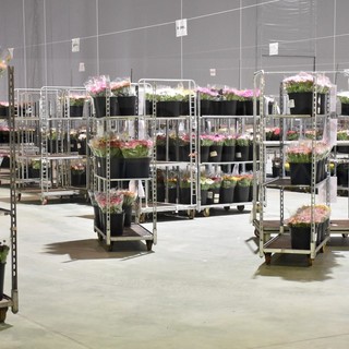 Sanremo, cala il sipario sulla vendita all’asta per la stagione floricola 2024/2025, incremento del fatturato pari al 10%