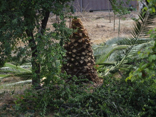 Sanremo: pubblicato l'avviso per le “Potature siepi e alberature lungo le strade comunali e vicinali. Manutenzioni del verde” Sanremo: pubblicato l'avviso per le “Potature siepi e alberature lungo le strade comunali e vicinali. Manutenzioni del verde”