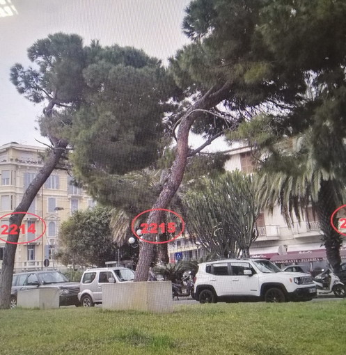 Sanremo: polemica per i pini rimossi di fronte a Santa Tecla, Menozzi &quot;Penso che la sicurezza venga prima di tutto&quot;