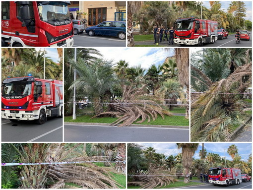 Le immagini della palma caduta