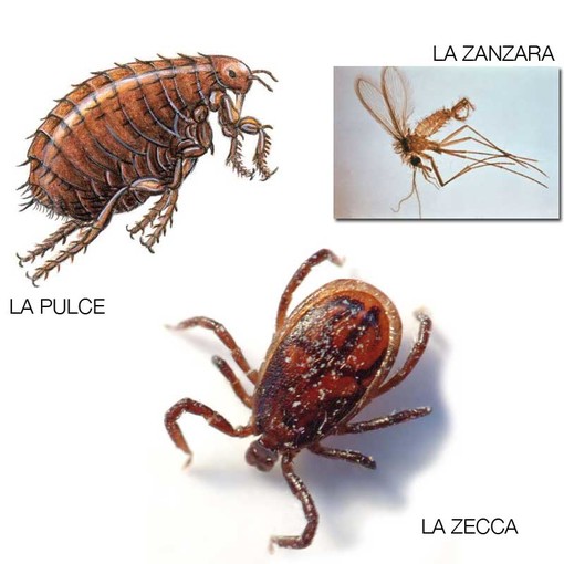 Sanremo: allarme parassiti! Nelle aree verdi della ciclabile e dei parchi urbani, si annidano zecche, pulci e zanzare, occorre intervenire! Sanremo: allarme parassiti! Nelle aree verdi della ciclabile e dei parchi urbani, si annidano zecche, pulci e zanzare, occorre intervenire!