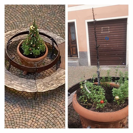 Camporosso, danneggia pianta natalizia in piazza Garibaldi: sanzionato il responsabile (Foto) Camporosso, danneggia pianta natalizia in piazza Garibaldi: sanzionato il responsabile (Foto)