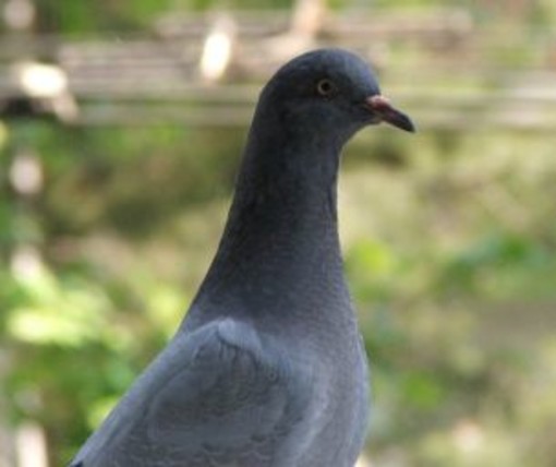 Sanremo: l'Associazione Italiana difesa Animali ed Ambiente scende in piazza a tutela dei piccioni