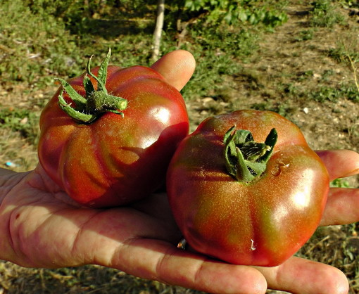 Il pomodoro nero di Seborga è stato riconosciuto dall'Arca del Gusto Mondiale Il pomodoro nero di Seborga è stato riconosciuto dall'Arca del Gusto Mondiale