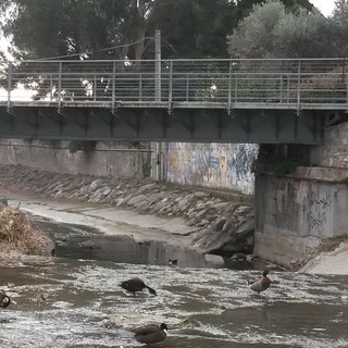 Sanremo: al via oggi, i lavori per la pulizia dei rii e dei torrenti sanremesi Sanremo: al via oggi, i lavori per la pulizia dei rii e dei torrenti sanremesi