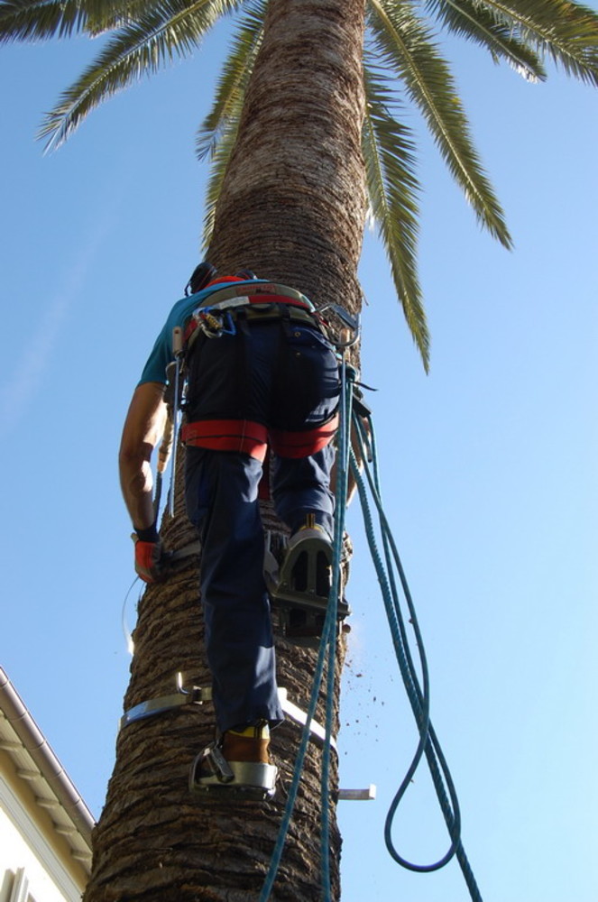 Sanremo: piante e giardini in città, un nostro lettore "Perchè solo palme?" Sanremo: piante e giardini in città, un nostro lettore "Perchè solo palme?"