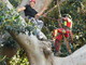 Bordighera: con i ‘tree climbers’ spettacolare potatura  del ficus gigante del museo Bicknell