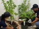 Imperia: coltivavano marijuana nel giardino di casa, intera famiglia denunciata dalla Polizia