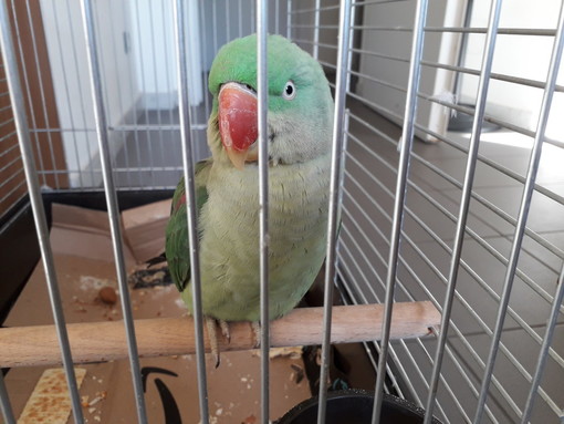 Ventimiglia: rinvenuto un pappagallo parrocchetto, chiunque lo avesse smarrito si può rivolgere al Gruppo Carabinieri Forestale