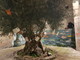 Sanremo: sotto l'ulivo di piazza Santa Brigida nella Pigna crescono le... poesie, da ieri si possono 'raccogliere' (Foto) Sanremo: sotto l'ulivo di piazza Santa Brigida nella Pigna crescono le... poesie, da ieri si possono 'raccogliere' (Foto)