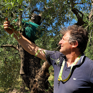 Giornata Mondiale dell'Olivo: Coldiretti Liguria celebra il simbolo identitario del territorio e i suoi olivicoltori