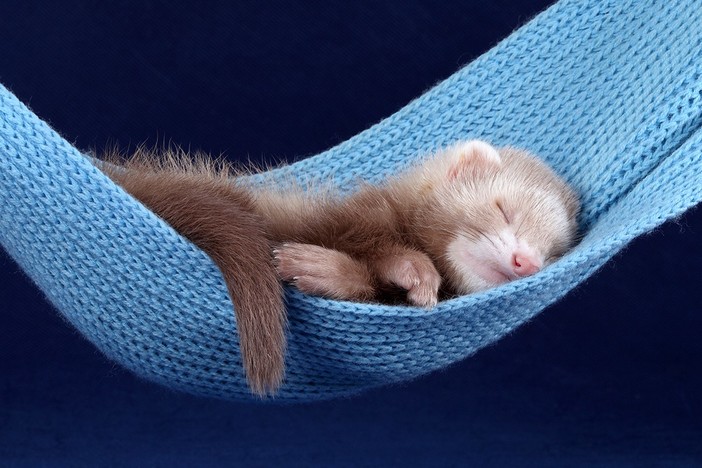 Petsfestival 2022: furetti avanti a tutta forza Petsfestival 2022: furetti avanti a tutta forza