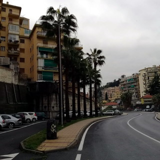 Sanremo: nuovo lavoro di potatura da parte del Comune, sistemate le palme di via Pietro Agosti (Foto)