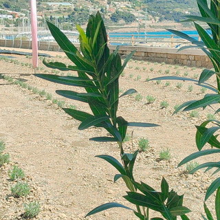 Da sabato prossimo si pedala senza ostacoli da San Lorenzo a Imperia (foto e video)