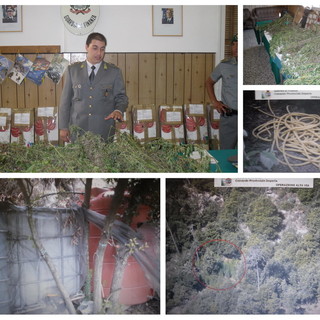Scoperta mega piantagione di Marijuana nell’entroterra di Ventimiglia dalla Guardia di Finanza