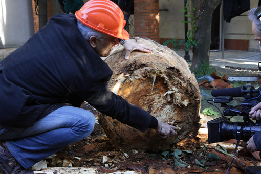 Bordighera: lotta al punteruolo rosso, il circolo del PD "Il Ministero dell'Agricoltura manterrà alta l'attenzione"