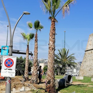 Sanremo: tante polemiche nei giorni scorsi, già piantate le 8 palme di fronte a Santa Tecla (Foto)