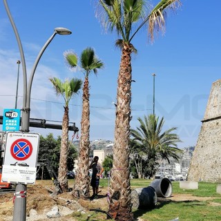 Sanremo: tante polemiche nei giorni scorsi, già piantate le 8 palme di fronte a Santa Tecla (Foto) Sanremo: tante polemiche nei giorni scorsi, già piantate le 8 palme di fronte a Santa Tecla (Foto)