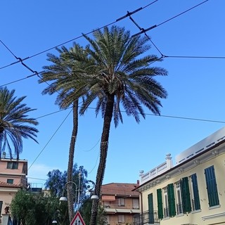 Bordighera, piantate le palme da dattero sul lungomare Argentina Bordighera, piantate le palme da dattero sul lungomare Argentina