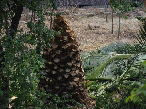 Sanremo: un lettore 'denuncia' una potatura drastica di due palme sanissime e rigogliose nel 'Ricovero Borea' Sanremo: un lettore 'denuncia' una potatura drastica di due palme sanissime e rigogliose nel 'Ricovero Borea'