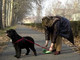 Taggia: troppe deiezioni dei cani sul suolo pubblico, ordinanza del Sindaco Mario Conio