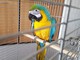Trovato a Sanremo un pappagallo 'ara ararauna': preso in consegna dai Carabinieri Forestali