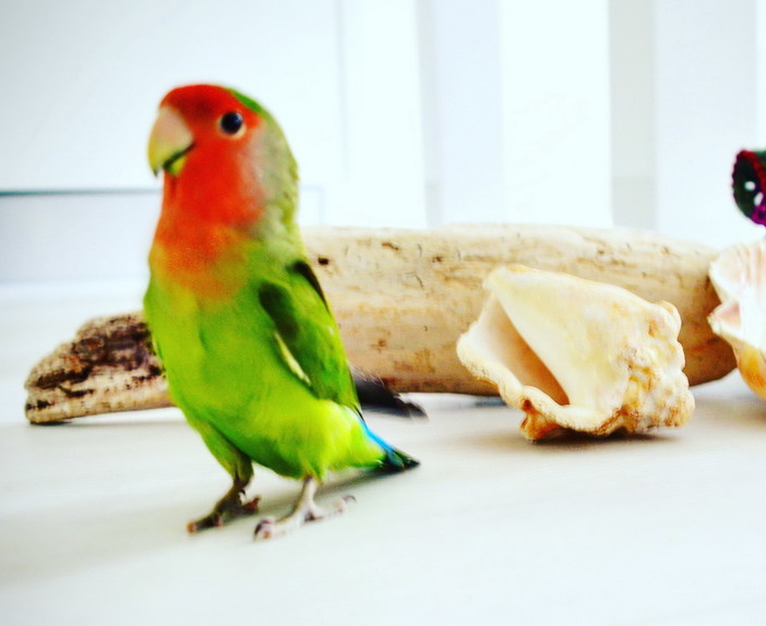 Sanremo: smarrito il pappagallo nella foto, l'appello della proprietaria a chi lo avesse trovato