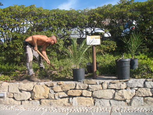 Bordighera: piantate ieri 20 palme coltivate nel vivaio della 'Cumpagnia da Parmura' (Foto) Bordighera: piantate ieri 20 palme coltivate nel vivaio della 'Cumpagnia da Parmura' (Foto)