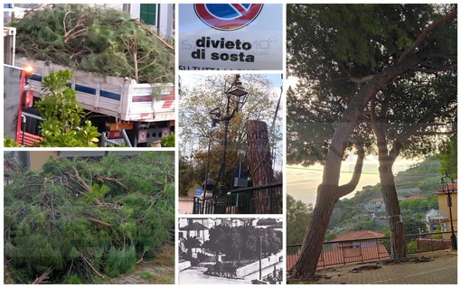 Sanremo: pini marittimi abbattuti in frazione Poggio, il Comitato Pat chiede di rivedere il parere (Foto)
