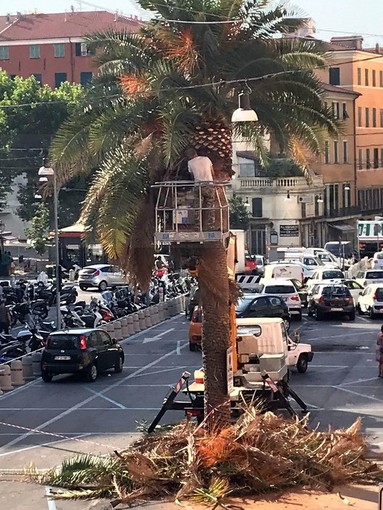Sanremo: dopo piazza Bresca e Morgana ecco la potatura delle palme in piazza Eroi Sanremesi (Foto) Sanremo: dopo piazza Bresca e Morgana ecco la potatura delle palme in piazza Eroi Sanremesi (Foto)