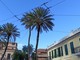 Bordighera, piantate le palme da dattero sul lungomare Argentina Bordighera, piantate le palme da dattero sul lungomare Argentina