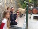 Seborga: pecorelle smarrite nel sabato 'didattico' alla Fattoria dei Templari, poi ritrovate e tornate a casa Seborga: pecorelle smarrite nel sabato 'didattico' alla Fattoria dei Templari, poi ritrovate e tornate a casa