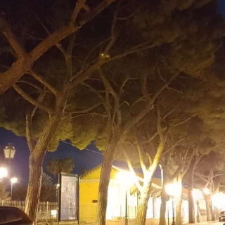 Sanremo: intervento ai pini di via Bixio vicino all'ex stazione, il Comitato Pat scrive al Comune