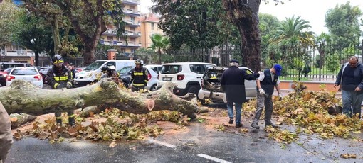 Ventimiglia: crolla sotto la forza del vento un platano in via Veneto, distrutta una Smart (Foto)