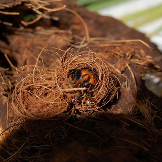 "Chi fermerà il Punteruolo rosso?", giornata di approfondimento su ricerca e impiego di strategie 'ecologiche' nella lotta al punteruolo rosso