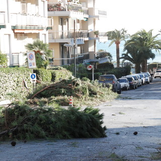 Sanremo: ok della Soprintendenza per cambiare gli alberi in via Barabino Sanremo: ok della Soprintendenza per cambiare gli alberi in via Barabino